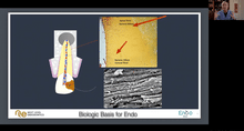 Load image into Gallery viewer, Biologic basis for successful endodontics